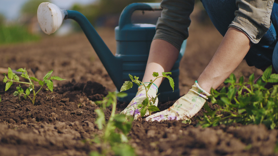 QUALITIES OF A HEALTHY SOIL FOR PLANTING