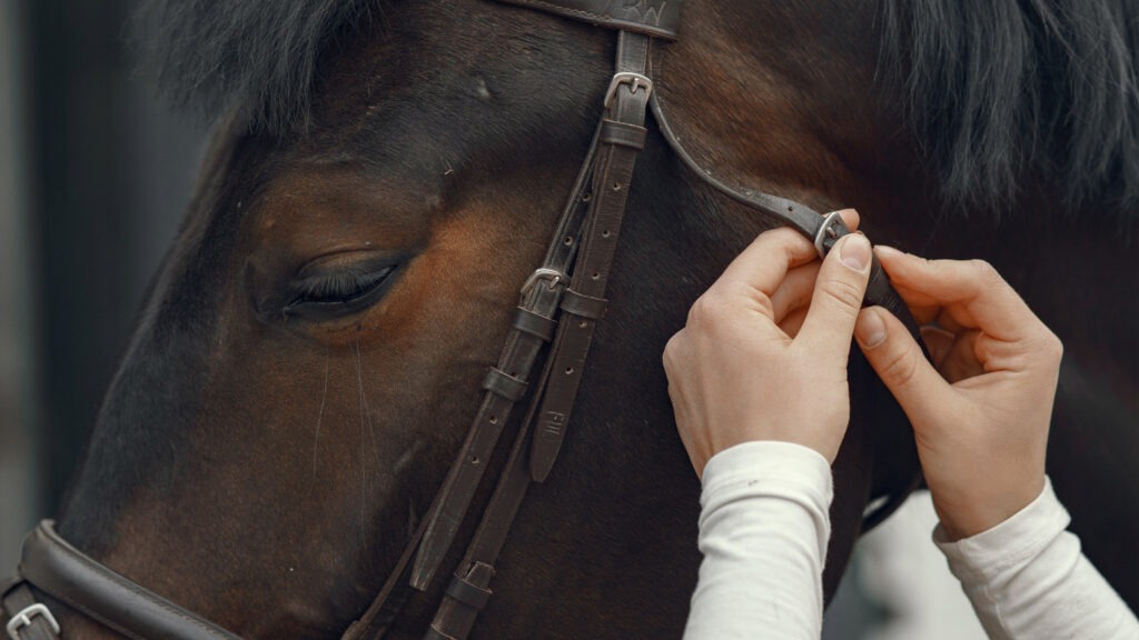Cob Bridles: Finding the Perfect Fit for Your Horse