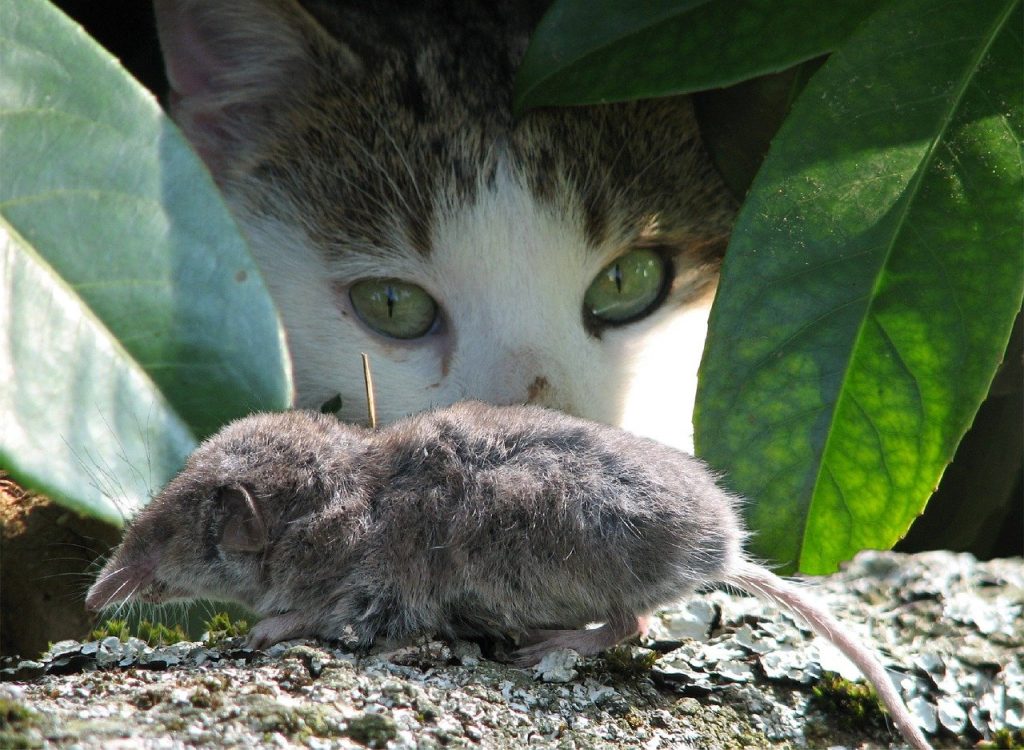 Steps To Take if Your Spot Shrews Near Your House